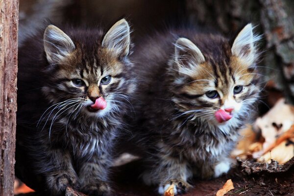 Lindos gatos escondidos en los árboles