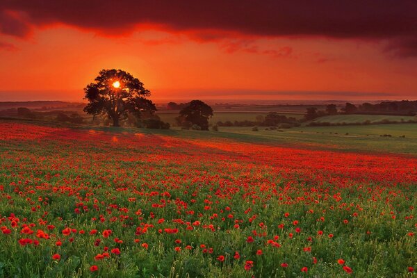 Champ de fleurs au coucher du soleil