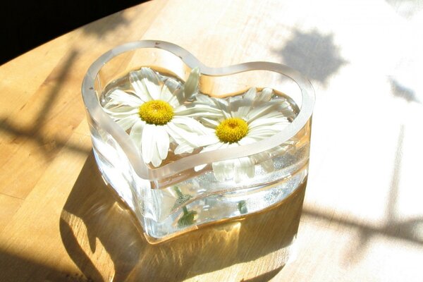 Marguerites blanches dans un vase en forme de coeur