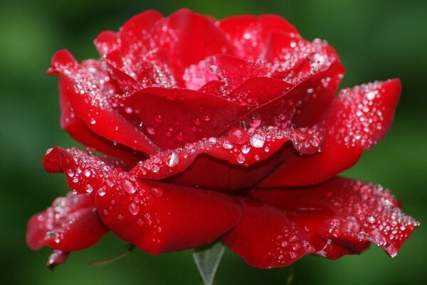 Rosebud with water droplets on a green background