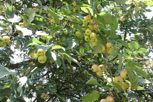 Reife Gartenäpfel in der Datscha