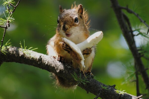 Un écureuil est assis sur une branche et mange un champignon