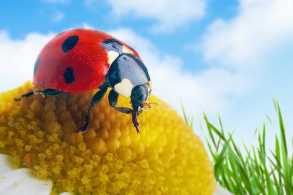 Coccinelle sur camomille