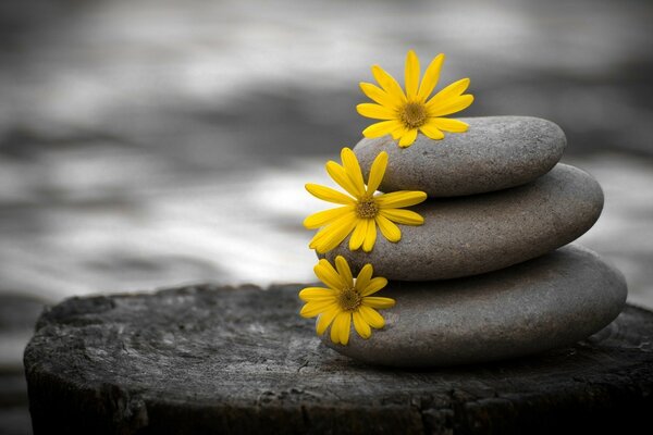 Tres flores amarillas en piedras grises