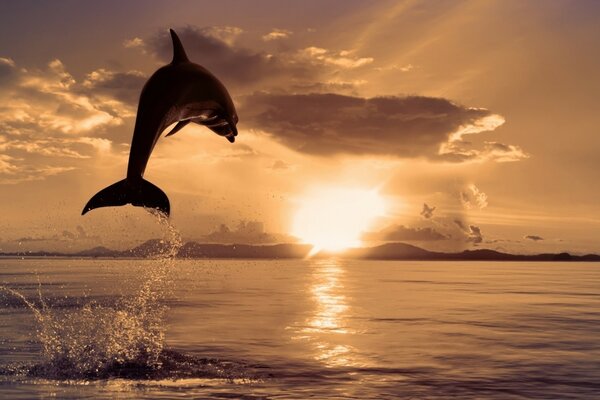 El salto del delfín en la puesta de sol dorada