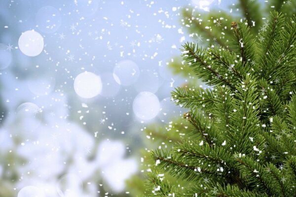 Los copos de nieve caen sobre las ramas de abeto verde