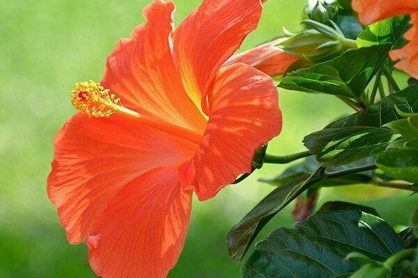 Naturaleza flores hojas paisaje