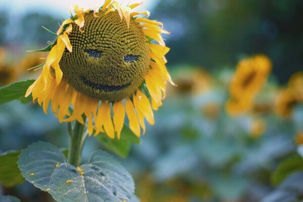 Lächelnde Sonnenblume im Feld