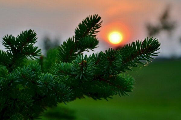 Lato świerk Natura Słońce