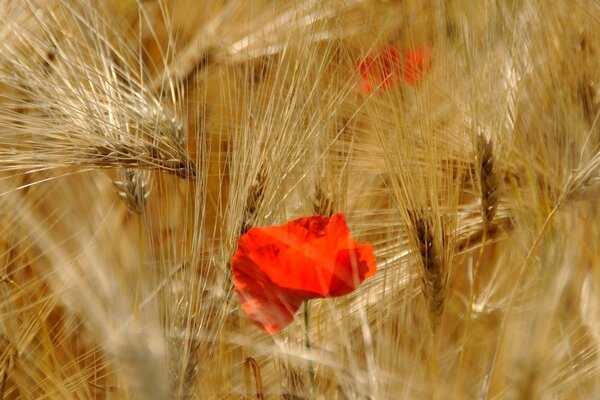 Red poppy among a field of wheat