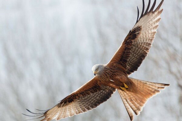 A proud eagle soaring above the ground