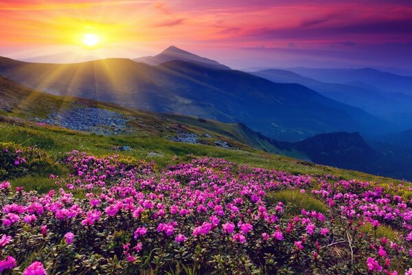 Schöne Landschaft mit Blumen auf dem Berg