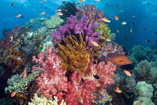 El mundo submarino de los corales