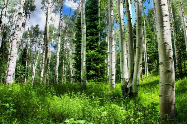 Abedules blancos. Hermoso bosque