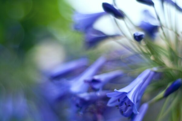 Bouquet de cloches dans le champ