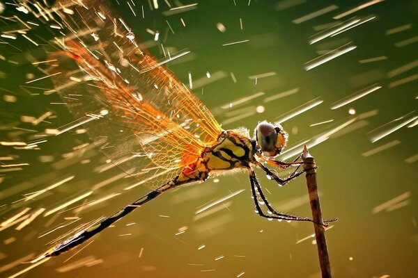 Blurred dragonfly wings in water droplets