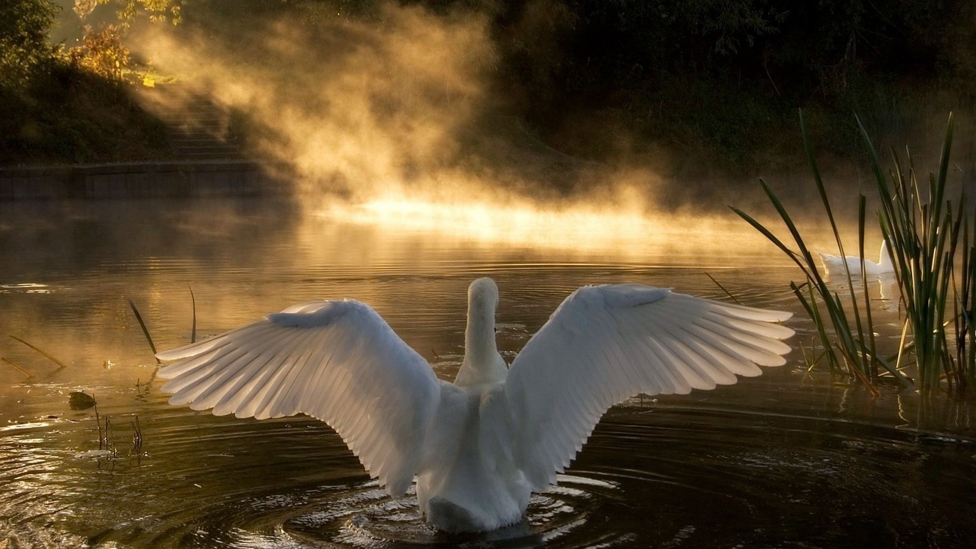 animali acqua uccello lago fiume all aperto natura cigno riflessione fauna selvatica gabbiani alba paesaggio tramonto piscina