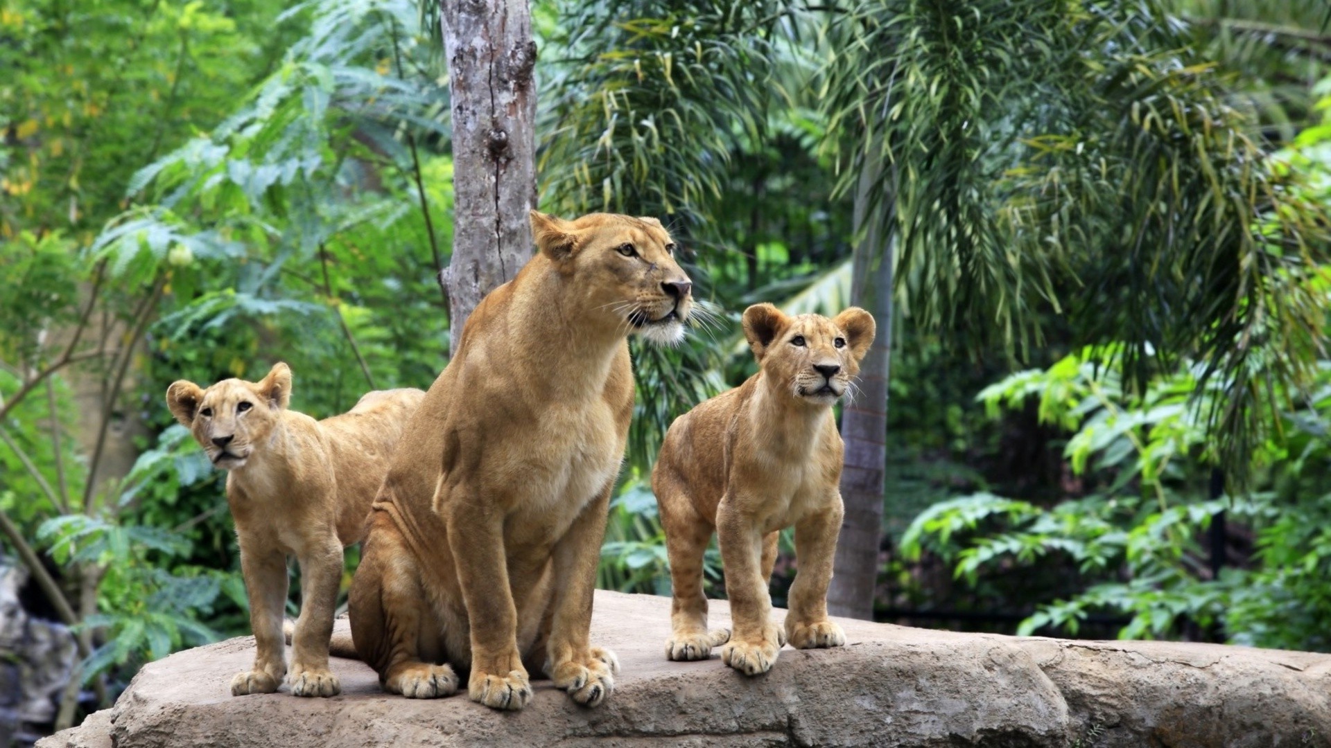 leones mamífero naturaleza vida silvestre animal hierba piel zoológico salvaje gato león