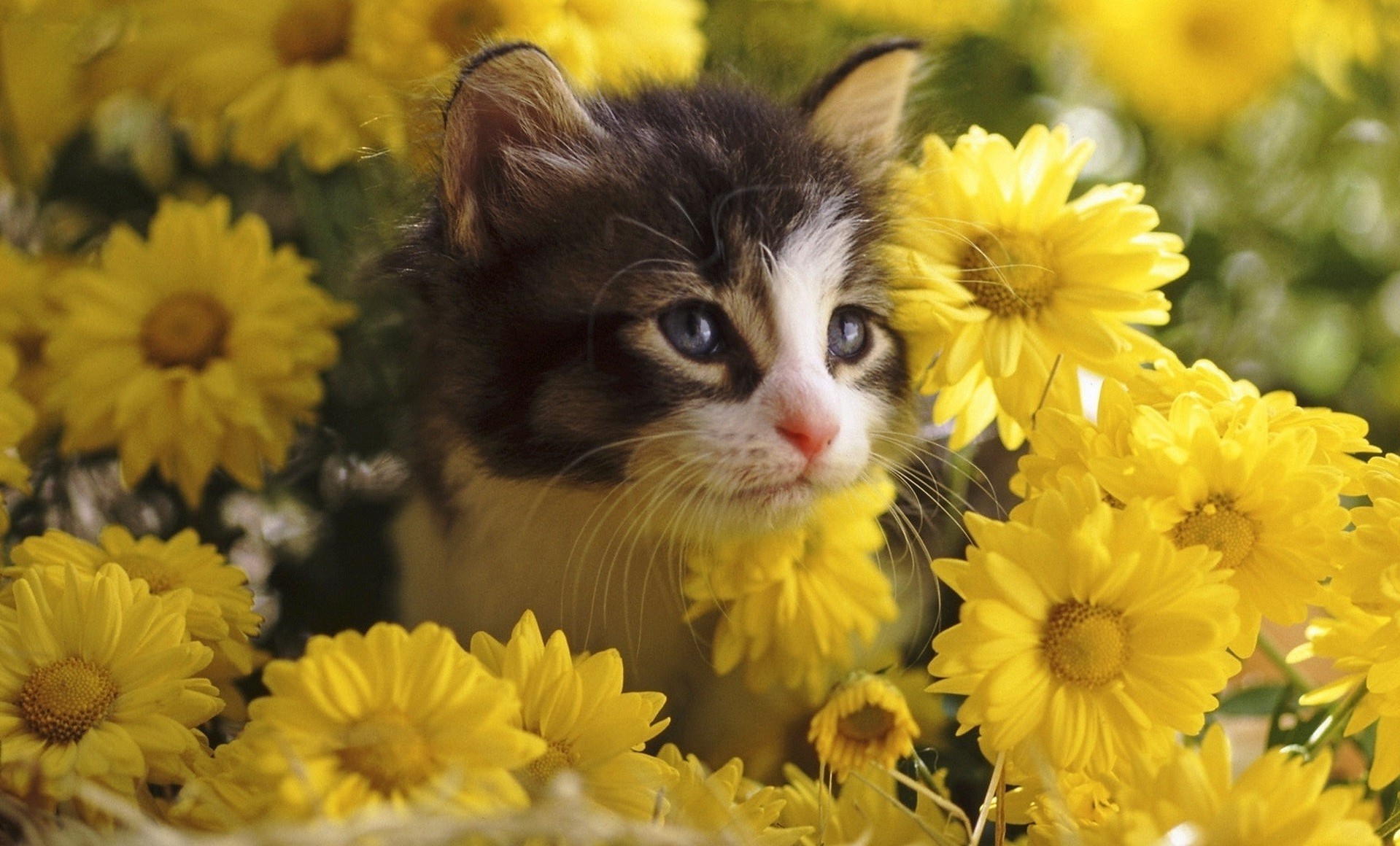 katzen blume natur blumen flora schön blatt hell blumenstrauß sommer farbe blütenblatt kopf blühen