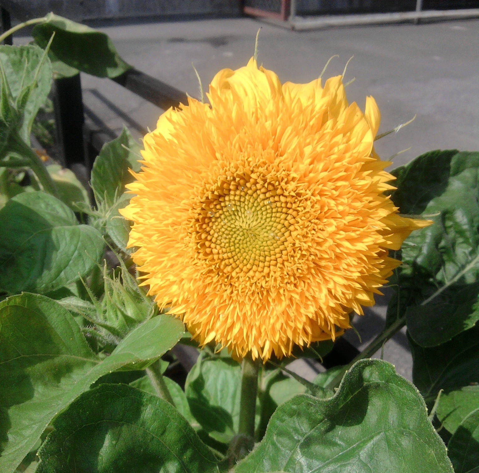 向日葵 植物 花 自然 夏天 花园 叶 明亮 花瓣 花 开花 颜色 生长 季节 花粉 田野 美丽