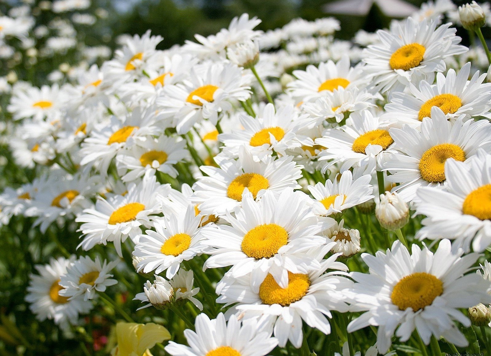 margherite natura fiore flora estate giardino floreale petalo foglia brillante fioritura campo crescita stagione fieno colore bel tempo bella all aperto