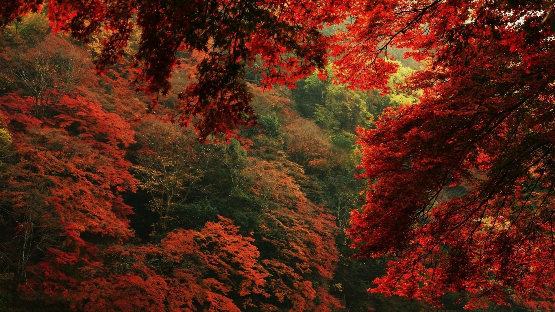 foresta autunno foglia acero albero all aperto legno paesaggio natura luminoso lussureggiante