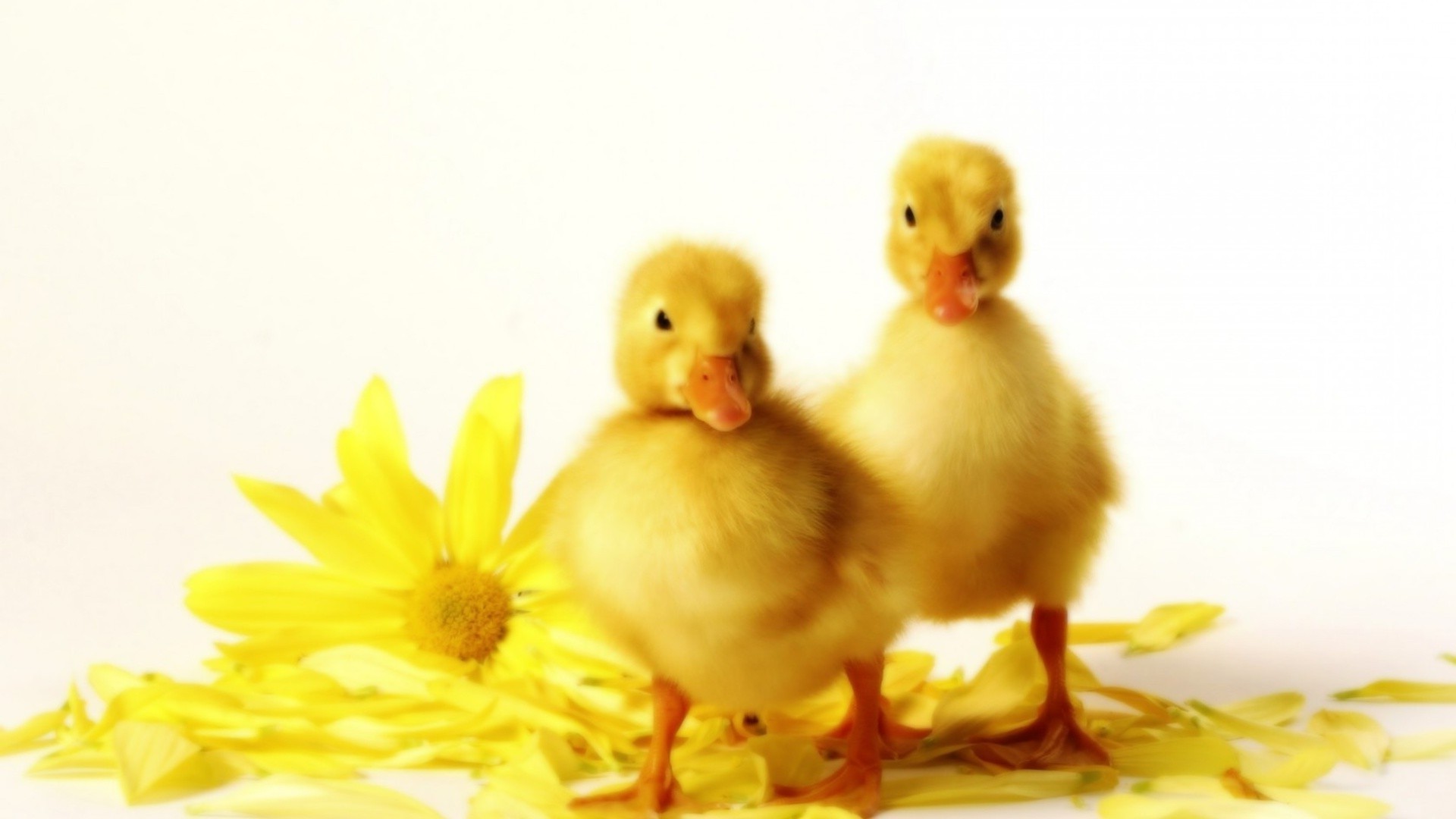 animals easter poultry duck chicken dame cute little hen nature bird duckling one