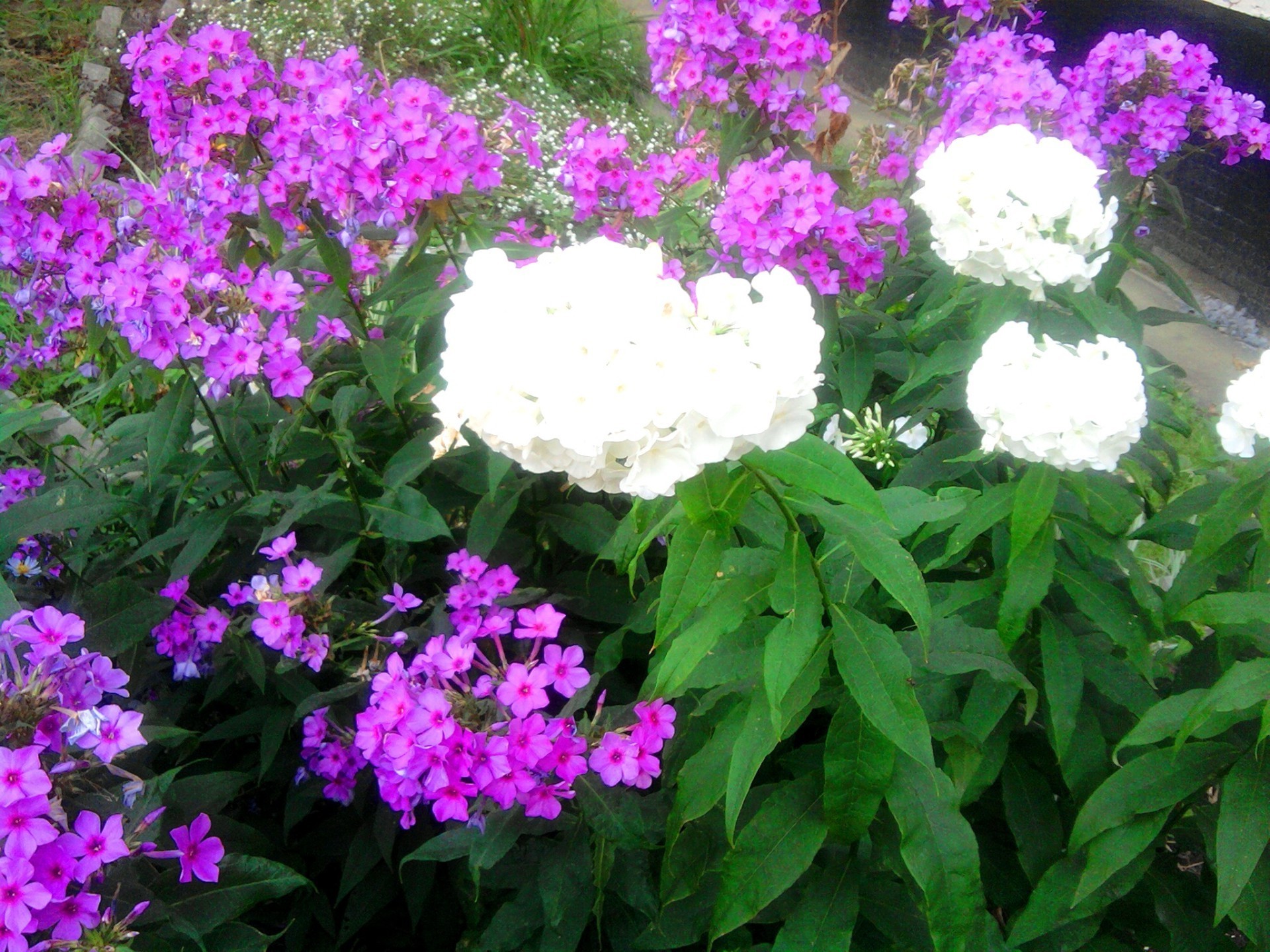 花 花 植物 自然 花园 叶 夏天 花 花 花瓣 明亮 盛开 花束 生长 装饰