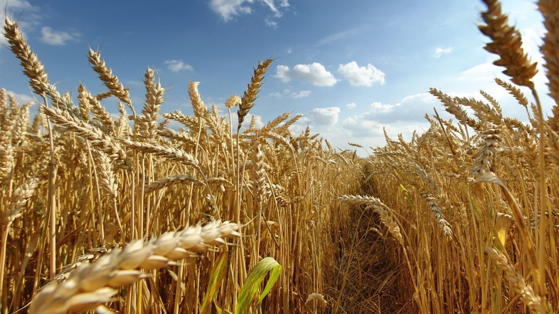 campos prados e vales cereais trigo pão centeio palha milho pastagem cevada rural colheita ouro farinha semente carne fazenda agricultura campo terras agrícolas pico campo