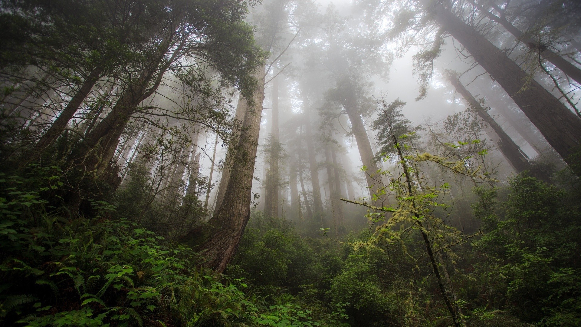 trees wood mist fog nature tree landscape leaf dawn fall lush outdoors park rainforest environment rain light travel sun