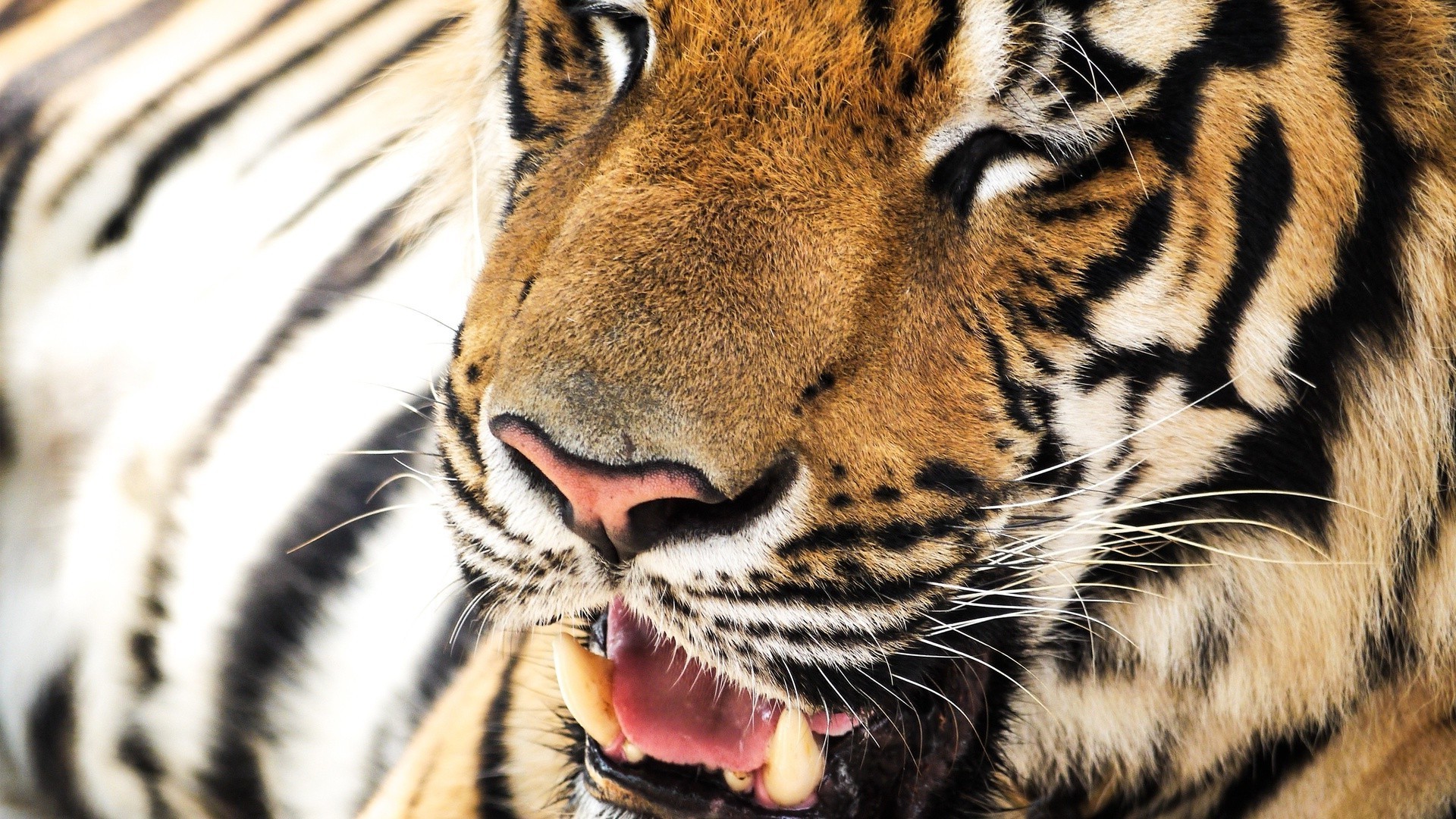 tiger katze tiger tierwelt zoo raubtier pelz dschungel tier safari streifen fleischesser säugetier jäger sibirischer panther jagd tigerin groß tigris gefahr