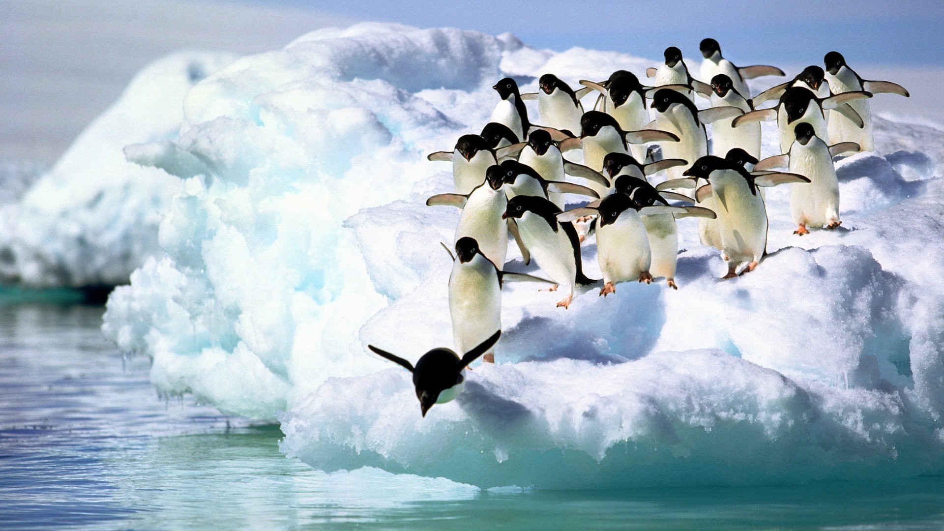 animales hielo frío nieve helada agua invierno aves al aire libre iceberg luz del día mar congelado océano paisaje naturaleza vida silvestre viajes medio ambiente escénico