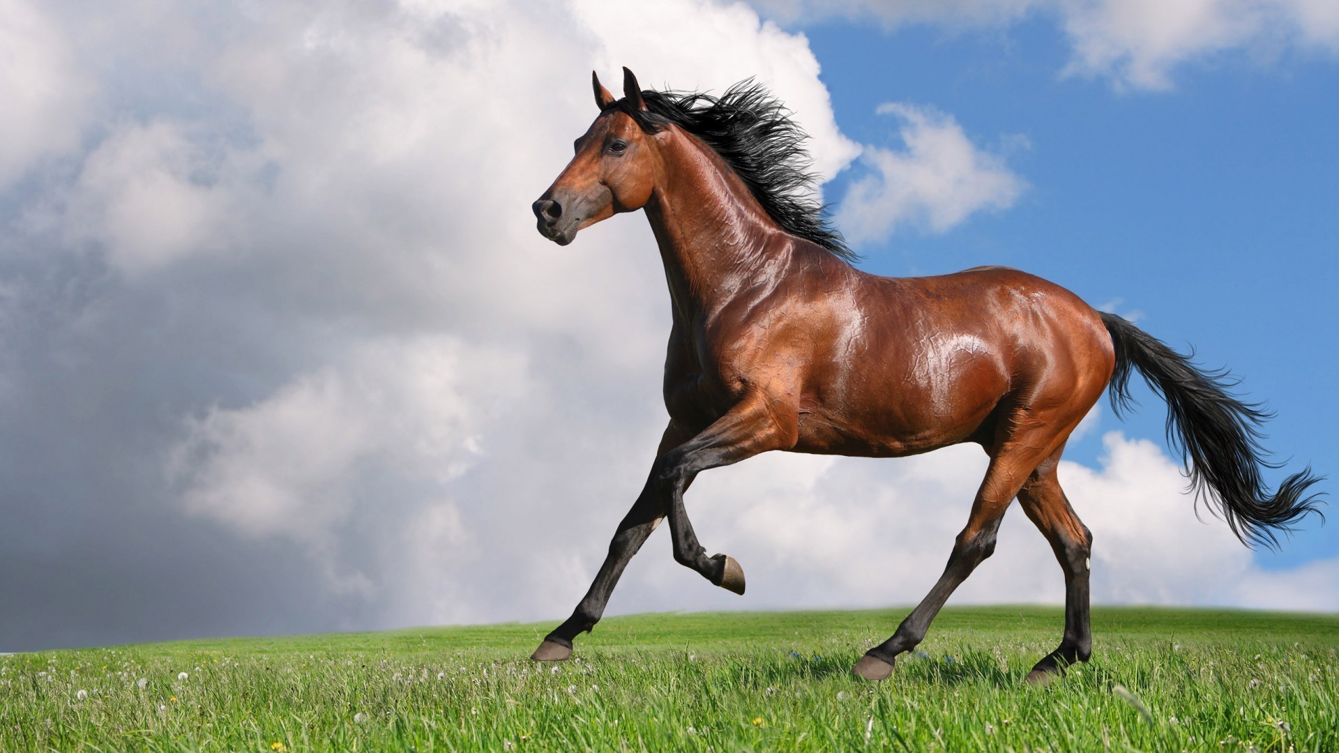 cavallo cavallo mammifero mare erba pascolo equestre stallone allevamento di cavalli campo fieno cavalleria manet fattoria animale pascolo