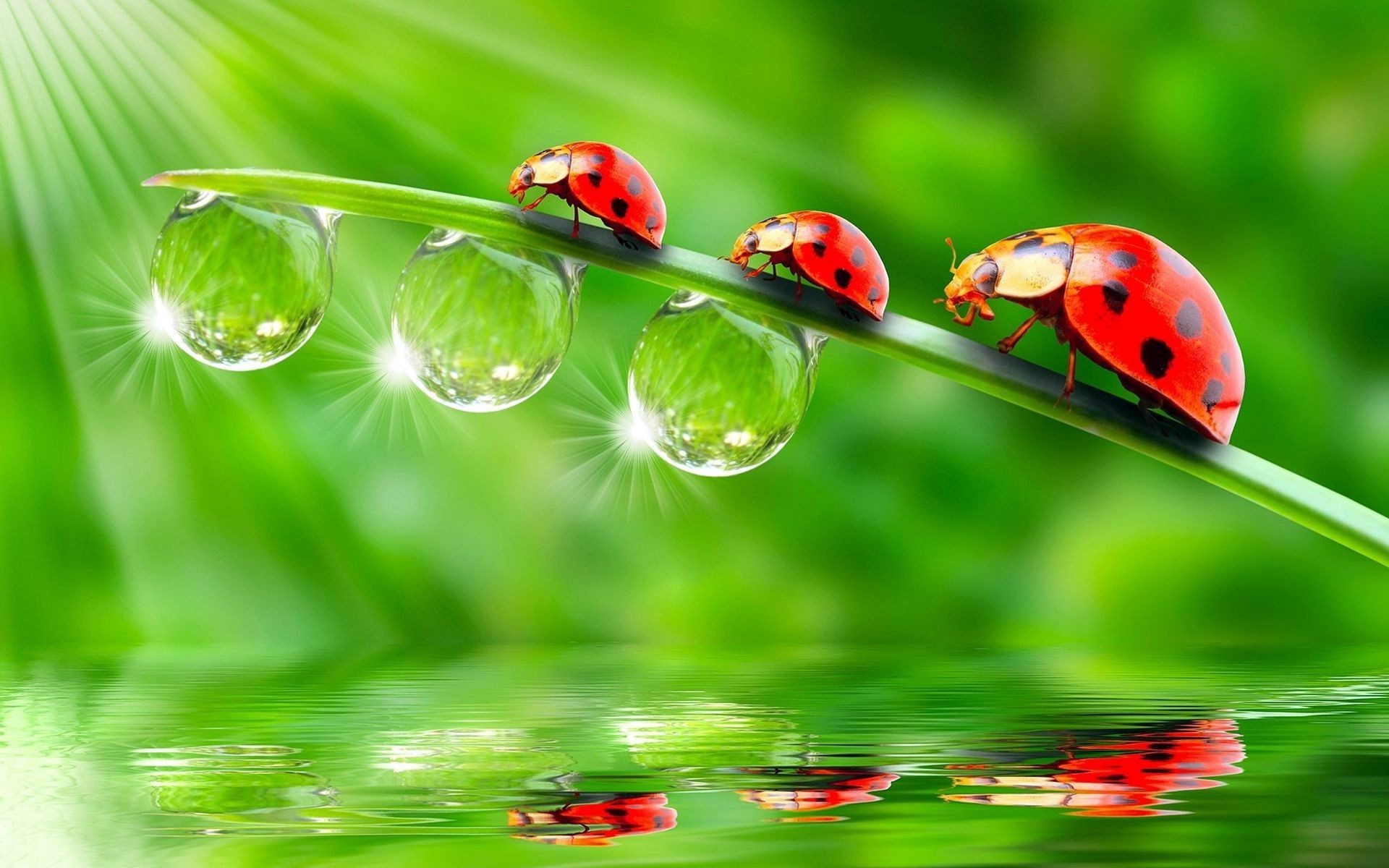 droplets and water ladybug rain blade grass dew flora drop leaf garden nature environmental beetle lawn insect summer purity environment biology hayfield growth