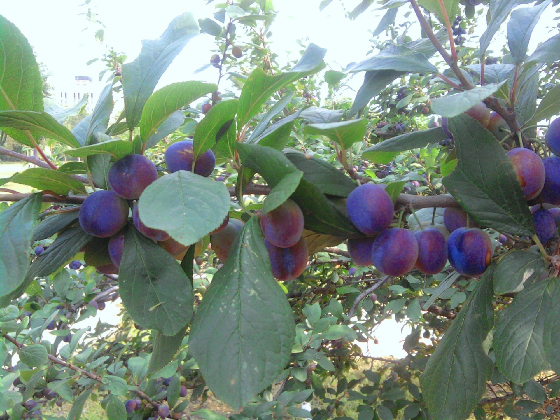 berries fruit pasture leaf nature agriculture grow food tree farm outdoors juicy crop grove branch summer fall health