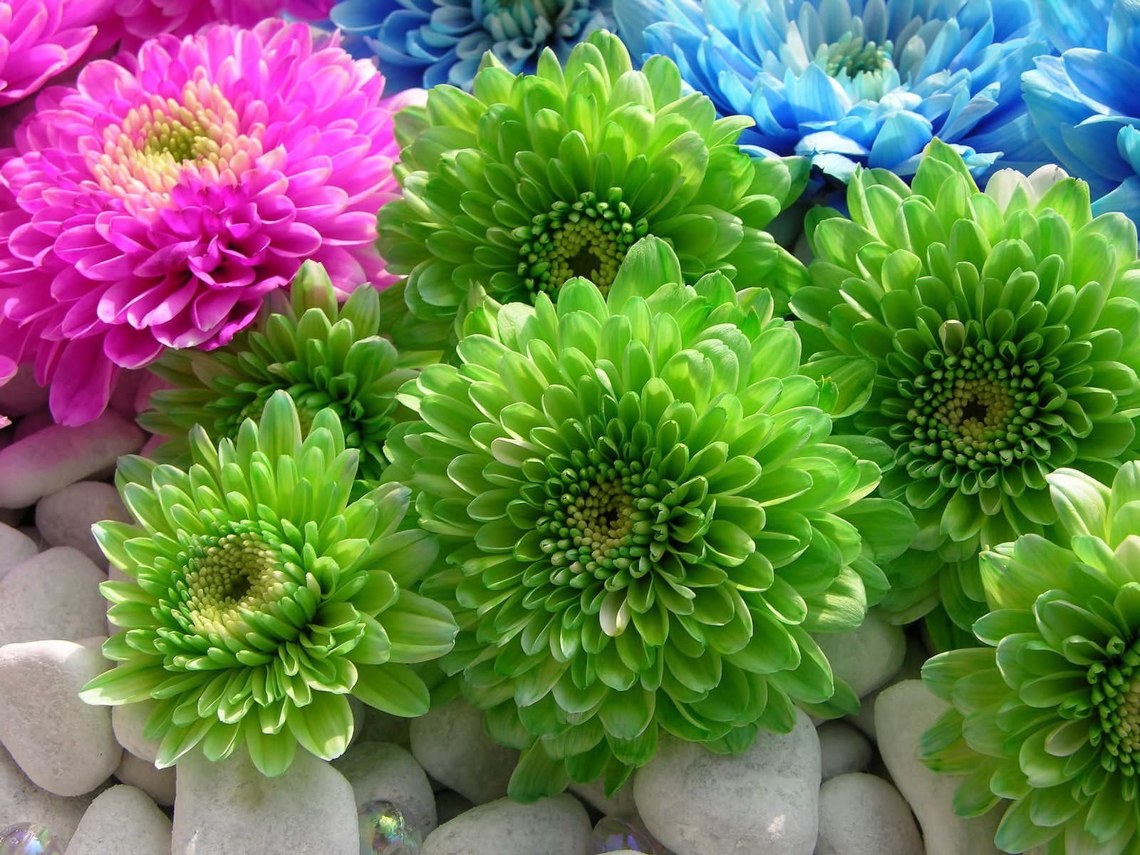 flowers flower nature flora floral petal blooming garden color chrysanthemum bouquet beautiful summer decoration bright leaf head close-up botanical