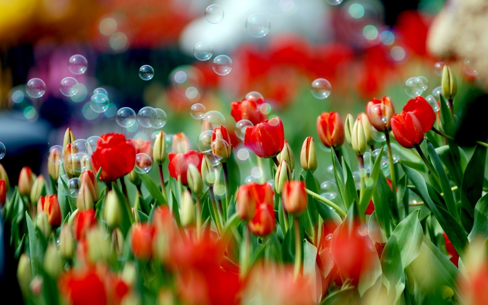 tulipany tulipan natura ogród liść kolor sezon jasny kwiat pole wakacje flora park