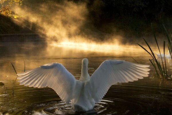 A bird opened its wings in search of a gust of wind