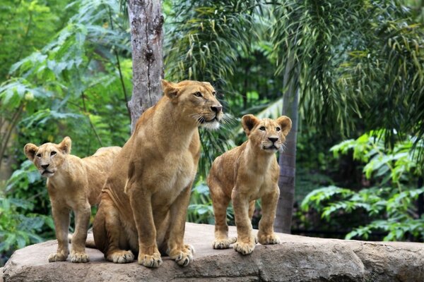 A pack of lions in the wild