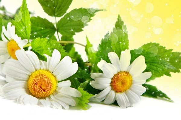 Marguerites de Prairie d été du champ