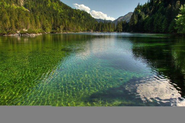 Fondo de pantalla de agua y naturaleza del bosque