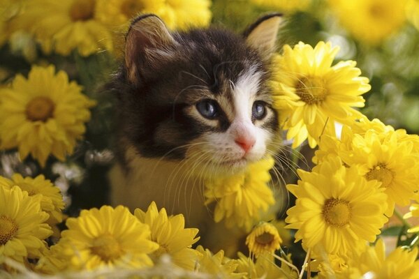 Yavru kedi, bir buket sarı çiçekten dikkatlice bakıyor