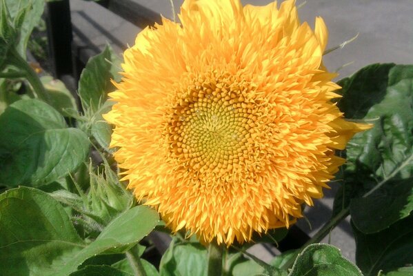 Blühende Sonnenblume an einem Sommertag