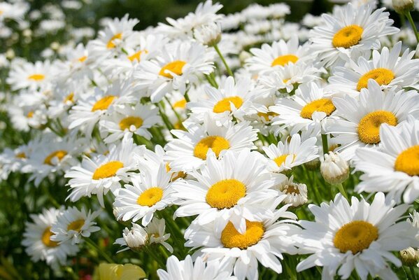 Summer meadow , full of daisies