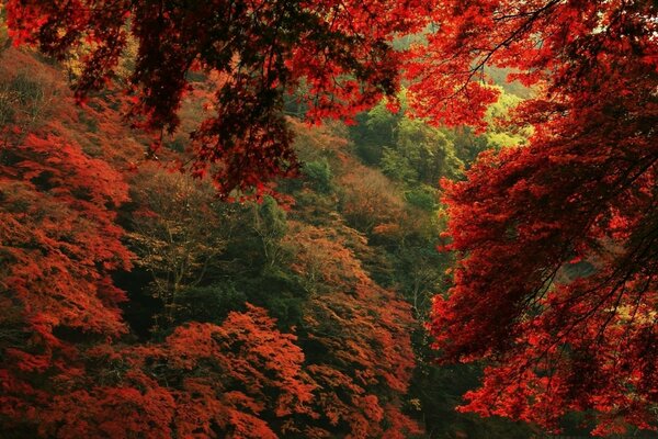 Herbstliches ahornrotes Blatt