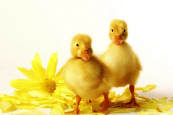 Two yellow ducklings for Easter