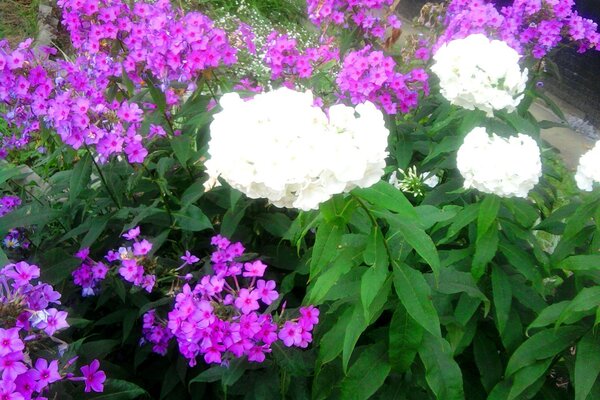 Fleurs violettes et blanches dans notre jardin