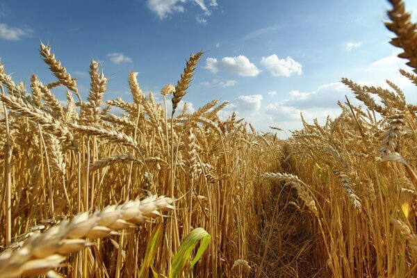 Wheat field against the blue sky