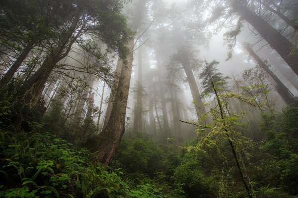 Árboles centenarios apenas visibles a través de la niebla