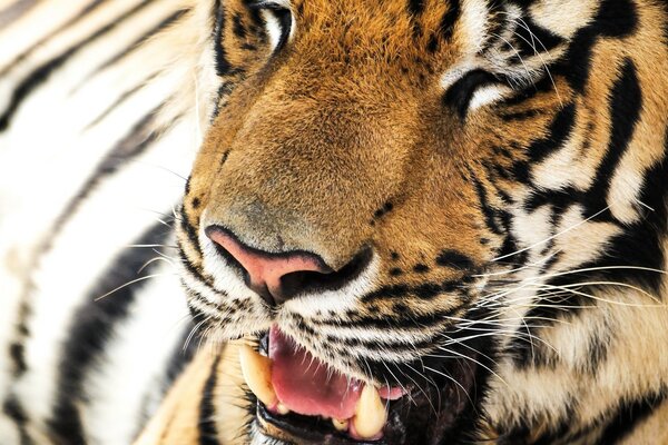 Retrato de un tigre rayado con la boca abierta